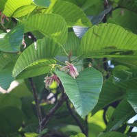 Dipterocarpus zeylanicus Thwaites